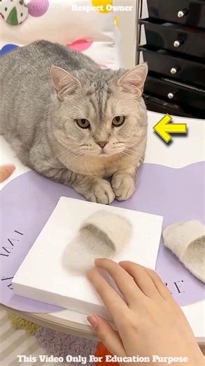 Cat Fur Becomes Matching Baby Slippers 🐱👶 #Shorts #Viral