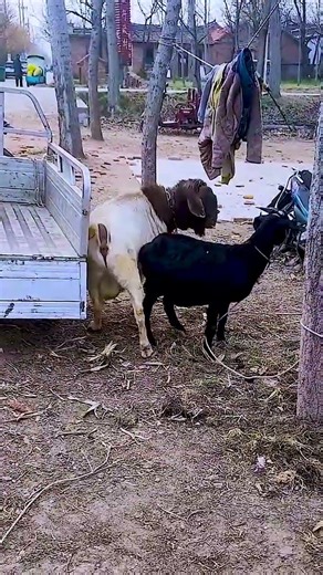 Inside the Social Life of Goats 🐐🌾