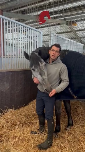 🔥 Power. Scope. Pedigree. Introducing J’adore Team – a young sport horse stallion bred for the big stage. With performance sires like Quadrio Tame, Chippendale Z, Vert Art Rouge, and Cento in his pedigree, he brings the blood, bravery, and technique demanded in modern sport. Catch him in action at our Stallion Show – the future is bold. 💥 #JadoreTeam #SportHorseBreeding #ShowjumpingStallion #StallionShow #EquestrianExcellence #PerformancePedigree #FutureOfSportHorses Joe Davies Brackenhill Spo