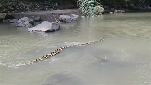 Giant snake encounters and bite dangers