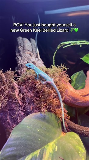 Green Keel-Bellied Lizard Care: First Week After Bringing Rio Home