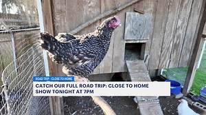 Take a wagon ride to see inner workings of a 150-year-old Suffolk farm