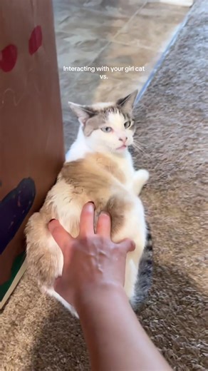 Girl cat loves ATTENTION ✨ 20% of the day lol #cattok #catsoftiktok #catlover #petlover #PetsOfTikTok