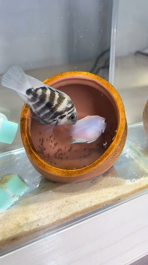 Polar blue parrot cichlids exhibit biparental care, with both the male and female actively participating in guarding the eggs and fry. They are known to be devoted parents, fiercely protecting their young. #AquariumHobby #aquarium #cichlids #reelsfacebook | Hendrix backyard TV