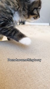 Some kitten love to start your weekend! It's snowing here in DC today and the kittens are all cuddled up and staying warm (after trying to swipe at some of the snowflakes from the windows 😂). If you're in a cold area, keep in mind that cats and other animals might huddle up under cars for warmth. Give the hood of your car a few taps to give them a chance to move before starting your engine. #kittens #boop | Abdul's Cats