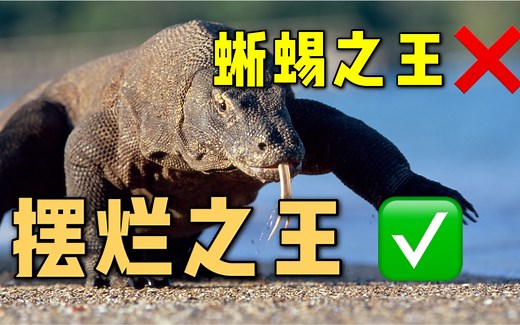 世界最大蜥蜴科莫多龙如何靠实力濒危