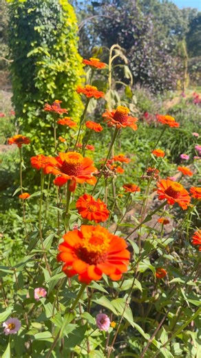 P. Allen Smith on Instagram: "What do you think of the color ORANGE? It’s certainly a color that is more ‘extroverted’ among the hues…calling out to itself with a certain boldness and confidence. Would you agree? Zinnias, no matter the color, are a favorite at @mossmountainfarm for obvious reasons…excellent flower power, pollinator friendly, easy peasy to grow. Chartreuse and orange are SO beautiful together. Don’t you think? Add a touch purple and a splash of hot pink and you are off to a great