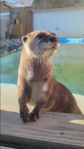 Adorable Otters Enjoy a Relaxing Day by the Pool