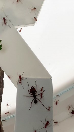 See live insects, digital exhibits, and pinned specimens in the Solomon Family Insectarium! Entry to the Insectarium is included with all admission to the Museum. #MuseumTok #insects #STEM #insectarium #bugs