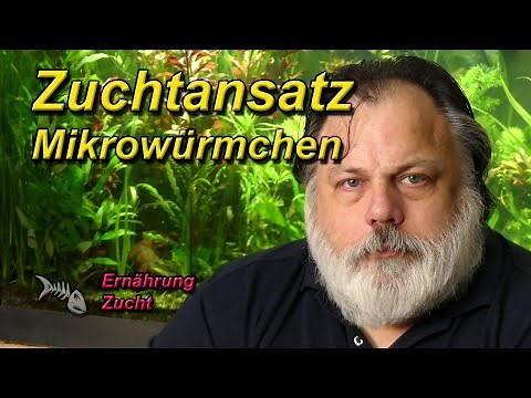 Mikrowürmchen (Panagrellus redivivus) züchten - Zuchtansatz starten
