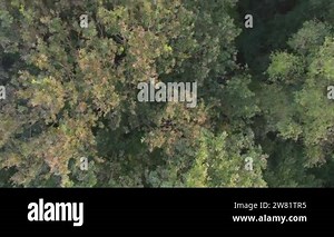 Aerial bird view flying up over beautiful temperate coniferous forest moving over top of trees showing the amazing different green pine forest colors. Air hum, flying low over a dense forest landscape Stock Video Footage - Alamy