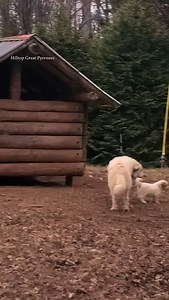 A cute minute with Green! Great Pyrenees, great Pyrenees puppies, livestock guardian, livestock Guardian dogs, puppy training, dog training, adorable puppies, working dog, livestock guardian breed, LGD, homestead education, Tennessee farm, dog breeder, big white dog, giant dogs, pyr paw . . . . #hilltopgreatpyrenees #greatpyrenees #livestockguardiandog greatpyreneesofig greatpyreneesofthehour greatpyreneeslife adorablepuppies puppytraining #greatpyreneespuppies pyrpaw greatpyreneesofthemoment ak