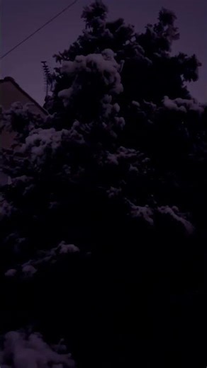 Snow Falling on a Tree – Peaceful Winter Nature