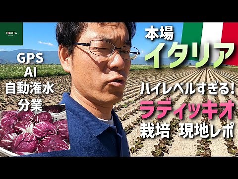 【プロ生産者向け】イタリア高冷地のラディッキオ(トレビス)圃場と出荷場を視察＆解説！【トキタ種苗】