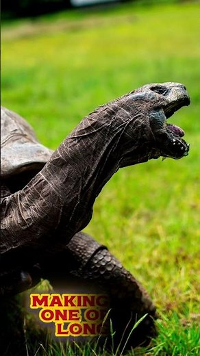 Amazing Turtle Facts You Never Knew!