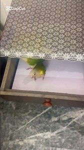 Parrots Playing Hide & Seek With Baby Girll!👀 😇