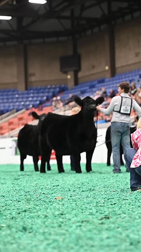 Heifer show day in Broadbent… every class was loaded🔥 | North American International Livestock Exposition