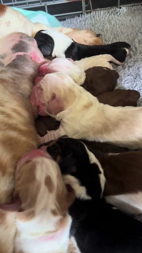 Adorable Newborn Basset Hound Puppies Nursing - Maple Street Bassets