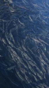 75K views · 1.3K reactions |  Did you know that Pacific herring are the fuel of the Great Bear Coast? They are a keystone species in a large and complex marine food web. Young herring, who eat plankton in pacific waters, are the cornerstone of many fish diets, including salmon. When herring spawn, coastal creatures from both land and sea will come to feast on the nutritious herring eggs. | Strong Coast | Facebook