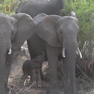 4.2K views · 114 reactions | Watch #SafariLive now here:...