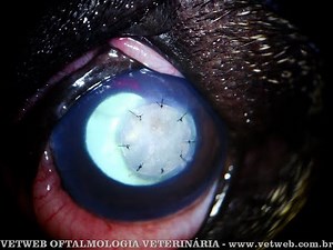 BIO SIS in a descemetocele (French Bulldog)