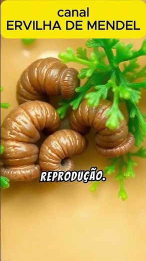 Partenogênese: A Fascinante Capacidade de Reproduzir-se Sem Macho! #ervilhademendel