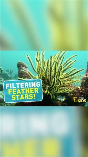 Meet this Star Under the Sea 🤩 | Moment Of… | Nat Geo Kids