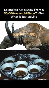 Would You Eat a 50,000-Year-Old Bison? 🦬🍲 In 1984, a group of scientists in Alaska did exactly that. When they unearthed Blue Babe, a perfectly preserved steppe bison frozen for 50,000 years, they didn’t just study it—they turned part of its neck into stew. 🥣 Paleontologist Dale Guthrie hosted an exclusive dinner where guests tasted history… literally. Their verdict? “Not bad. Just a hint of mud.” 🤔 Would you take a bite of the past? ⏳ 📖 Source: earthlymission.com 🎥 beyond_5000 #FrozenInTi