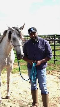 Bits vs. Bitless: The Truth About Which is Better for Your Horse