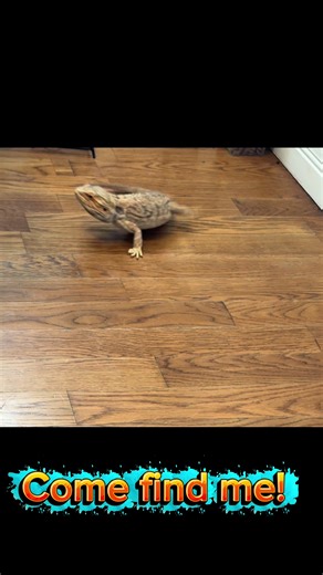 Athena was playing hide and seek #hideandseek #Beardeddragon #reptiles | Bearded Dragon