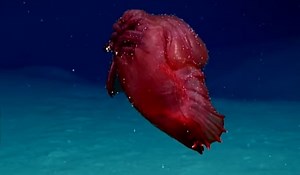 Enypniastes Eximia: The Deep Sea Creature Being Called a 'Headless Chicken Monster' | OutdoorHub