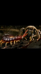 tarantula v.s. centipede