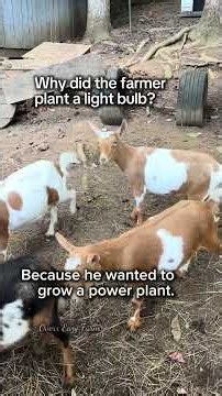 Best of the Barnyard | Our Favorite Dad Jokes So Far