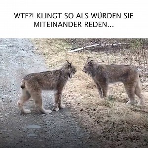 krass! | Dima Koslowski