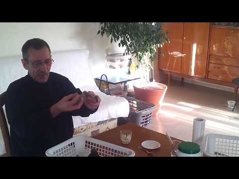 Nourrissage bébé pigeon