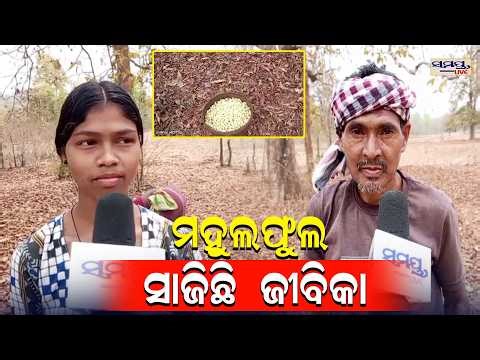 ମହୁଲଫୁଲ ସାଜିଛି ଜୀବିକା| Latest Odia News | Samayalive