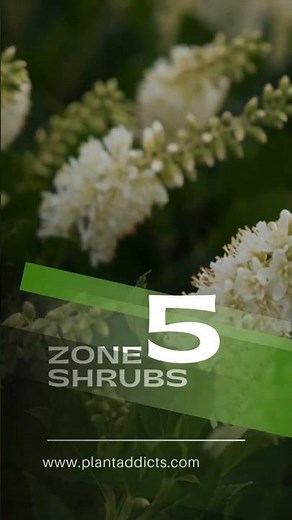 Best Shrub to Plant in Zone 5 | Survives Harsh Winters!