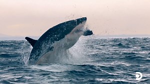 132K views · 3.3K reactions | Can great white sharks communicate through breaching? 樂 Stream #SharkWeek's Great White Battleground on discovery+ | Shark Week | Facebook