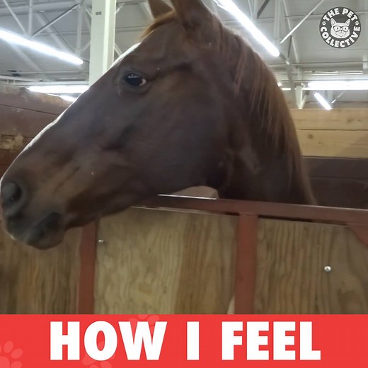 194K views · 4.3K reactions | Current mood: | The Pet Collective | Facebook