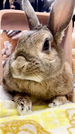 The rabbit is relaxing inside the tunnel.🐰🐇😌🤭😍