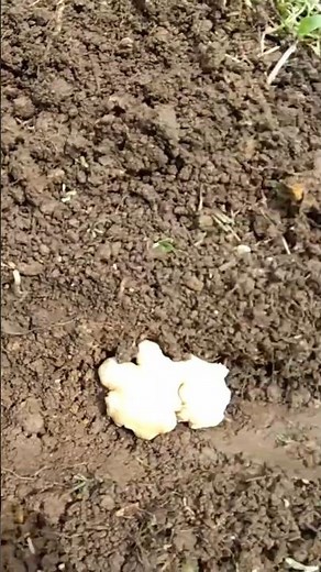 Planting Supermarket Ginger as a Substitute for Seed Ginger【Home Gardening】