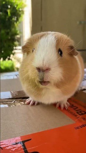 Guinea pig wheeking and squeaking loud noises