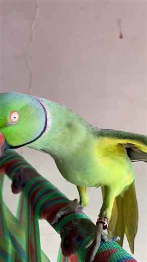 Talking Parrot Mimics Human Speech
