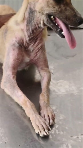 Demodecosis in Stray Dog Confirmed by Skin Scraping 🐶🔬