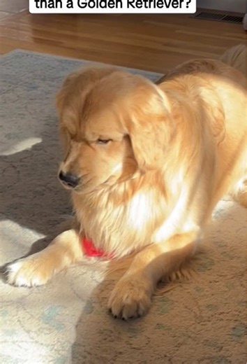Funny Golden Retriever Moments to Brighten Your Day