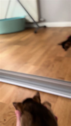 #aby #abyssiniancat #catslove #catsoftiktok #cattery #abyssinian #kittens @Dmitry Krasnov