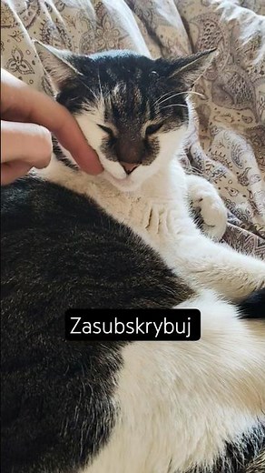 Kotka Pysia podmiurwiona na starego xD 🐈‍⬛👀♥️ #funny #koty #cute #cat #shorts #viral