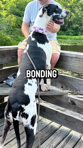 Your Great Dane Thinks It's a Lap Dog — Here's the Science