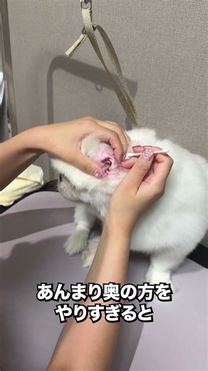 犬の耳掃除、綿棒はどこまでOK？おうちで簡単ケア#犬の耳掃除 #犬のお手入れ #おうちケア #トリマー #犬初心者 #愛犬ケア #犬のいる暮らし