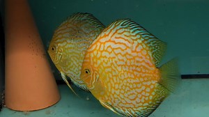 Proven pair of yellow checkerboard with fry | Chens Discus UK
